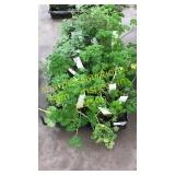 2 1/2 inch assorted herbs (QTY X 20)