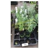 2 1/2 inch rosemary plant (QTY X 20)