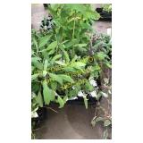 2 1/2 inch sage plants (QTY X 20)