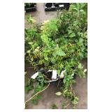 2 1/2 inch mint plants (QTY X 20)