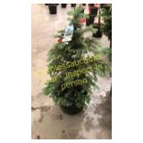 Colorado Spruce 3 ft to 4 ft