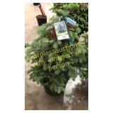 Colorado Spruce 3 ft to 4 ft
