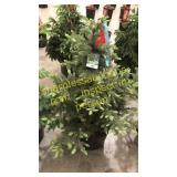Colorado Spruce 3 ft to 4 ft