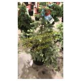 Colorado Spruce 3 ft to 4 ft