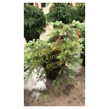 Colorado Spruce 3 ft to 4 ft