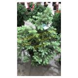 Colorado Spruce 3 ft to 4 ft