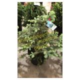 Colorado Spruce 3 ft to 4 ft