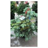 Colorado Spruce 3 ft to 4 ft