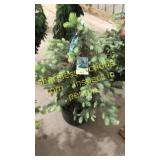 Colorado Spruce 3 ft to 4 ft