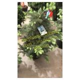 Colorado Spruce 3 ft to 4 ft