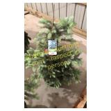Colorado Spruce 3 ft to 4 ft