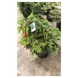 Black Hills Spruce 3 ft to 4 ft