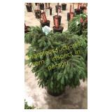 Black Hills Spruce 3 ft to 4 ft