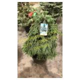 Black Hills Spruce 3 ft to 4 ft