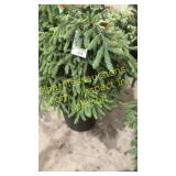 Black Hills Spruce 3 ft to 4 ft