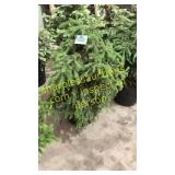 Black Hills Spruce 3 ft to 4 ft
