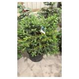 Black Hills Spruce 3 ft to 4 ft