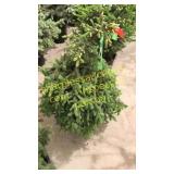 Black Hills Spruce 3 ft to 4 ft