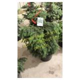 Black Hills Spruce 3 ft to 4 ft