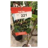 Black Tartan Cherry 5 gallon pot