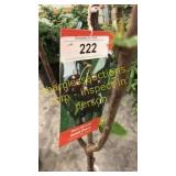 Black Tartan Cherry 5 gallon pot