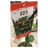 Black Tartan Cherry 5 gallon pot