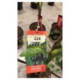 Black Tartan Cherry 5 gallon pot