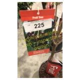 Black Tartan Cherry 5 gallon pot