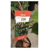 Black Tartan Cherry 5 gallon pot