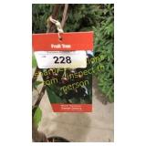 Black Tartan Cherry 5 gallon pot