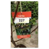 Black Tartan Cherry 5 gallon pot