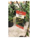 Black Tartan Cherry 5 gallon pot