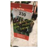 Black Tartan Cherry 5 gallon pot