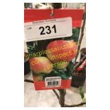 Ambrosia Apple 5 gallon pot