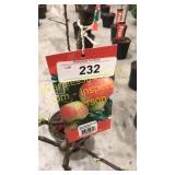 Ambrosia Apple 5 gallon pot