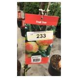 Ambrosia Apple 5 gallon pot
