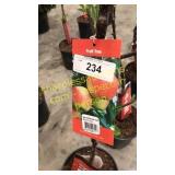 Ambrosia Apple 5 gallon pot