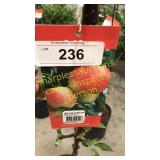 Ambrosia Apple 5 gallon pot