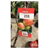 Ambrosia Apple 5 gallon pot