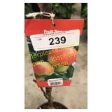 Ambrosia Apple 5 gallon pot