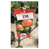 Ambrosia Apple 5 gallon pot