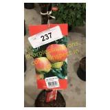 Ambrosia Apple 5 gallon pot