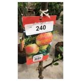 Ambrosia Apple 5 gallon pot