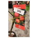 Gala Apple 5 gallon pot