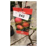 Gala Apple 5 gallon pot