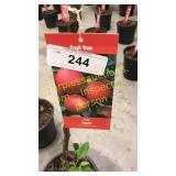 Gala Apple 5 gallon pot