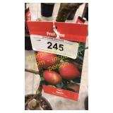 Gala Apple 5 gallon pot