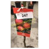 Gala Apple 5 gallon pot