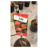 Gala Apple 5 gallon pot