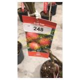 Gala Apple 5 gallon pot